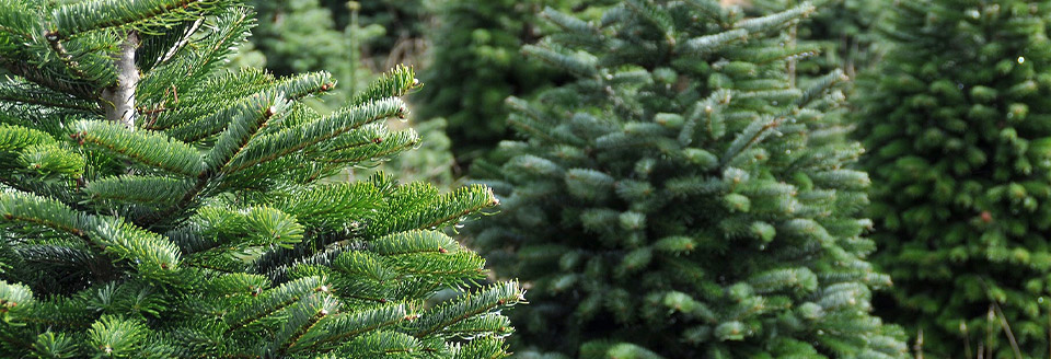 drzewka-choinkowe-vendor