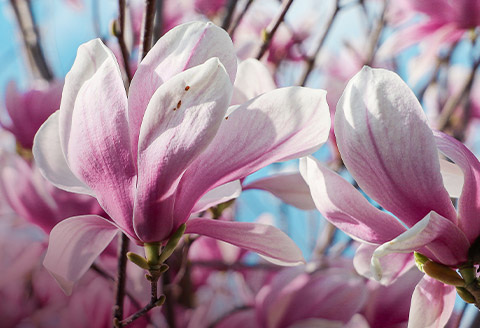 hortensje-i-magnolie-vendor