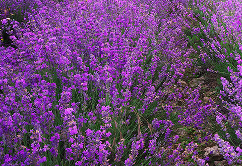 ogrodki-skalne-vendor