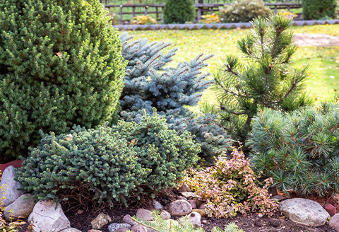 rosliny-iglaste-vendor